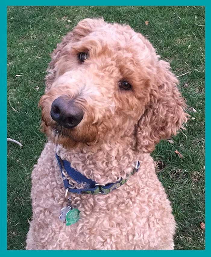 Buddy Bear the Anti Bullying Dog