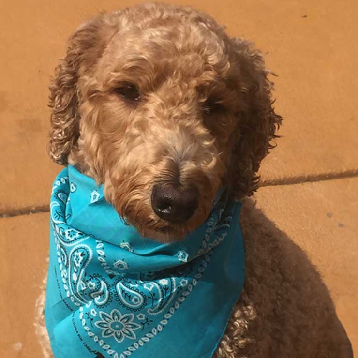 Buddy Bear Buddy Bear